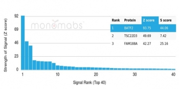 Analysis of a HuProt(TM) microarray containing more than 19,000 full-length human proteins using BATF2 antibody (clone PCRP-BATF2-2B9). Z- and S- Score: The Z-score represents the strength of a signal that a monoclonal antibody (in combination with a fluorescently-tagged anti-IgG secondary antibody) produces when binding to a particular protein on the HuProt(TM) array. Z-scores are described in units of standard deviations (SD's) above the mean value of all signals generated on that array. If targets on HuProt(TM) are arranged in descending order of the Z-score, the S-score is the difference (also in units of SD's) between the Z-score. S-score therefore represents the relative target specificity of a mAb to its intended target. A mAb is considered to specific to its intended target, if the mAb has an S-score of at least 2.5. For example, if a mAb binds to protein X with a Z-score of 43 and to protein Y with a Z-score of 14, then the S-score for the binding of that mAb to protein X is equal to 29.