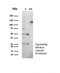 SDS-PAGE analysis of purified, BSA-free BOB1 antibody (clone BOB1/7468) as confirmation of integrity and purity.