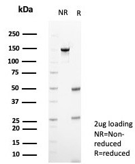SDS-PAGE analysis of purified, BSA-free CD56 antibody (clone NCAM/7524) as confirmation of integrity and purity.