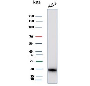 CRYAB Antibody Stress Protein WB. Western blot analysis of Alpha B crystallin / CRYAB in human HeLa cell lysate using mouse monoclonal CRYAB antibody, clone CRYAB/4659. A distinct band is detected at approximately 20 kDa, consistent with the predicted molecular weight of CRYAB, supporting detection of this stress-inducible small heat shock protein involved in cellular protection and protein stabilization.