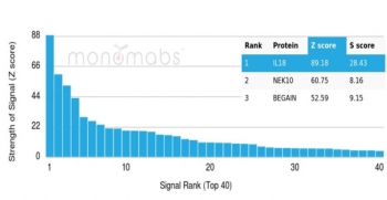 Analysis of a HuProt(TM) microarray containing more than 19,000 full-length human proteins using IL-18 antibody (clone IL18/4624). Z- and S- Score: The Z-score represents the strength of a signal that a monoclonal antibody (in combination with a fluorescently-tagged anti-IgG secondary antibody) produces when binding to a particular protein on the HuProt(TM) array. Z-scores are described in units of standard deviations (SD's) above the mean value of all signals generated on that array. If targets on HuProt(TM) are arranged in descending order of the Z-score, the S-score is the difference (also in units of SD's) between the Z-score. S-score therefore represents the relative target specificity of a mAb to its intended target. A mAb is considered to specific to its intended target, if the mAb has an S-score of at least 2.5. For example, if a mAb binds to protein X with a Z-score of 43 and to protein Y with a Z-score of 14, then the S-score for the binding of that mAb to protein X is equal to 29.