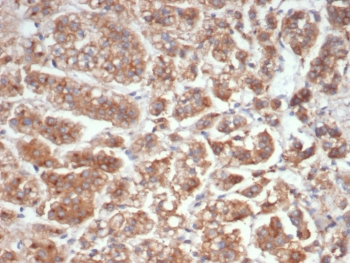 IHC staining of FFPE human adrenal gland tissue with IL-18 antibody (clone IL18/4626). HIER: boil tissue sections in pH 9 10mM Tris with 1mM EDTA for 20 min and allow to cool before testing.