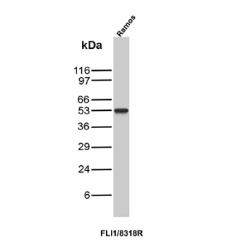 FLI1 Antibody Ramos WB. Western blot analysis of Ramos cell lysate using FLI1 Antibody clone FLI1/8318R. A prominent band is detected at approximately 50-55 kDa, consistent with the expected molecular weight range of Friend leukemia integration 1 transcription factor / FLI1, a nuclear ETS family regulatory protein involved in hematopoietic differentiation and transcriptional control pathways.