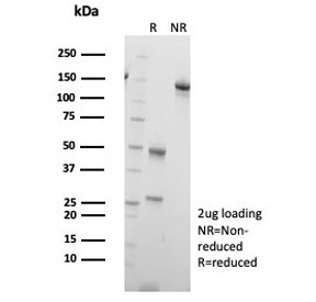SDS-PAGE analysis of purified, BSA-free Fli1 antibody (clone FLI1/7508) as confirmation of integrity and purity.