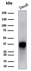 FLI1 Antibody Daudi WB. Western blot analysis of human Daudi cell lysate using FLI1 Antibody / ETS Transcription Factor Marker (clone FLI1/4371R). A prominent band is detected near approximately 50 kDa, consistent with the predicted molecular weight of Friend leukemia integration 1 / FLI1, a nuclear ETS family transcription factor involved in hematopoietic differentiation and oncogenic transcriptional regulation pathways.