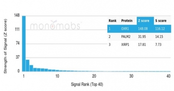 FLI1 Antibody HuProt Microarray Specificity Validation. Analysis of a HuProt(TM) microarray containing more than 19,000 full-length human proteins using FLI1 Antibody / ETS Transcription Factor Marker clone FLI1/4371R demonstrates highly selective recognition of Friend leukemia integration 1 / FLI1. The intended FLI1 target ranks first among all proteins analyzed on the array, with exceptionally strong separation from secondary signals, supporting the specificity profile of this recombinant rabbit monoclonal antibody for ETS family transcription factor and oncology research applications. Z-score represents signal intensity above background in standard deviation units, while S-score reflects the relative specificity of antibody binding compared with additional proteins present on the HuProt(TM) platform.
