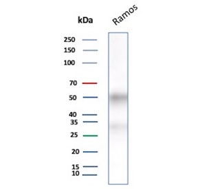 CD27 Antibody for WB. Western blot analysis of CD27 / TNFRSF7 expression in human Ramos B-cell lysate using CD27 Antibody / Immune Memory Formation Marker Antibody. Lane 1: Ramos cell lysate. A band is detected at approximately 50â60 kDa, consistent with glycosylated CD27, noting a lower predicted molecular weight of approximately 29 kDa for the core protein. CD27 is a glycosylated receptor, and the higher apparent molecular weight reflects N-linked glycosylation commonly observed in antigen-experienced lymphocyte populations. The detection of CD27 in Ramos cells aligns with its expression in B-cell lineage populations relevant to immune memory formation.