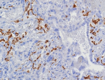 IHC staining of FFPE human placental tissue with CD163 antibody (clone M130/8361R). HIER: boil tissue sections in pH 9 10mM Tris with 1mM EDTA for 20 min and allow to cool before testing.