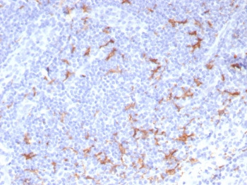 CD163L1 Antibody Human Tonsil IHC. Immunohistochemistry staining of FFPE human tonsil tissue using CD163L1 antibody demonstrates distinct cytoplasmic and membranous HRP-DAB brown staining in scattered macrophage-like cells distributed throughout the lymphoid tissue. The staining pattern is consistent with expression of CD163 Like 1 / CD163L1, a scavenger receptor family protein associated with monocyte-macrophage lineage populations and innate immune regulation. Clone CD163L1/7971 highlights tissue-resident myeloid cells involved in immune surveillance, antigen processing, and maintenance of the tonsillar immune microenvironment. HIER: boil tissue sections in pH 9 10mM Tris with 1mM EDTA for 20 min and allow to cool before testing.