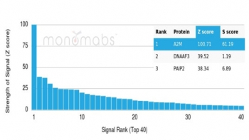 Analysis of a HuProt(TM) microarray containing more than 19,000 full-length human proteins using Alpha-2-Macroglobulin antibody (clone A2M/6555). Z- and S- Score: The Z-score represents the strength of a signal that a monoclonal antibody (in combination with a fluorescently-tagged anti-IgG secondary antibody) produces when binding to a particular protein on the HuProt(TM) array. Z-scores are described in units of standard deviations (SD's) above the mean value of all signals generated on that array. If targets on HuProt(TM) are arranged in descending order of the Z-score, the S-score is the difference (also in units of SD's) between the Z-score. S-score therefore represents the relative target specificity of a mAb to its intended target. A mAb is considered to specific to its intended target, if the mAb has an S-score of at least 2.5. For example, if a mAb binds to protein X with a Z-score of 43 and to protein Y with a Z-score of 14, then the S-score for the binding of that mAb to protein X is equal to 29.
