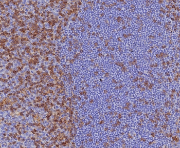 IHC staining of FFPE human tonsil tissue with recombinant CD4 antibody (clone CD4/8203R) at 2ug/ml. HIER: boil tissue sections in pH 9 10mM Tris with 1mM EDTA for 20 min and allow to cool before testing.