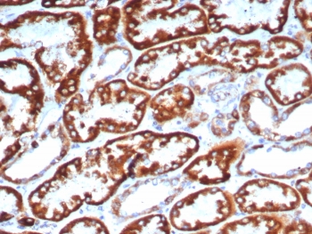 IHC staining of FFPE human kidney tissue with FGF23/6406 at 2ug/ml. HIER: boil tissue sections in pH 9 10mM Tris with 1mM EDTA for 20 min and allow to cool before testing.