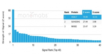 Analysis of a HuProt(TM) microarray containing more than 19,000 full-length human proteins using HDAC7 Mouse Monoclonal (PCRP-HDAC7-1B6). Z- and S- Score: The Z-score represents the strength of a signal that a monoclonal antibody (in combination with a fluorescently-tagged anti-IgG secondary antibody) produces when binding to a particular protein on the HuProt(TM) array. Z-scores are described in units of standard deviations (SD's) above the mean value of all signals generated on that array. If targets on HuProt(TM) are arranged in descending order of the Z-score, the S-score is the difference (also in units of SD's) between the Z-score. S-score therefore represents the relative target specificity of a mAb to its intended target. A mAb is considered to specific to its intended target, if the mAb has an S-score of at least 2.5. For example, if a mAb binds to protein X with a Z-score of 43 and to protein Y with a Z-score of 14, then the S-score for the binding of that mAb to protein X is equal to 29.