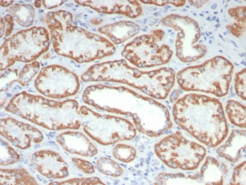 IHC staining of FFPE human kidney tissue with FGF23/6408 at 2ug/ml. HIER: boil tissue sections in pH 9 10mM Tris with 1mM EDTA for 20 min and allow to cool before testing.