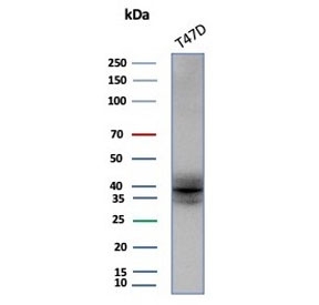 Western blot testing of human T-47D cell lysate with FGF23 antibody (clone FGF23/131). Predicted molecular weight: 28-32 kDa but may be observed at higher molecular weights due to glycosylation.