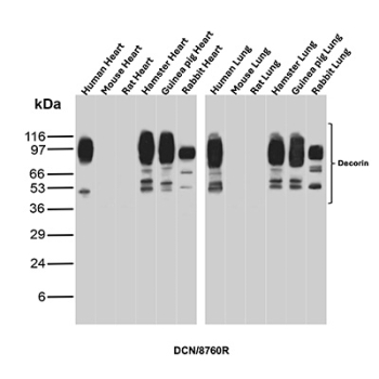 Decorin Antibody Multi-Species Heart and Lung WB. Western blot analysis of heart and lung tissue lysates from human, mouse, rat, hamster, guinea pig, and rabbit using Decorin Antibody (clone DCN/8760R) detects multiple bands ranging from approximately 50-120 kDa, consistent with glycosylated and partially processed forms of Decorin (DCN). The higher molecular weight bands reflect glycosaminoglycan-modified Decorin, while lower bands likely represent core protein or proteolytically processed forms. The conserved banding pattern across species supports reliable detection of DCN and its post-translationally modified variants in extracellular matrix-rich tissues.