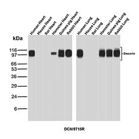Western blot analysis of Decorin antibody in multi-species heart and lung tissues. Lysates from human heart, mouse heart, rat heart, hamster heart, guinea pig heart, rabbit heart, as well as human lung, mouse lung, rat lung, hamster lung, guinea pig lung, and rabbit lung were probed using recombinant rabbit monoclonal Decorin antibody (clone DCN/8715R). A prominent immunoreactive band is detected at approximately 90-100 kDa across species, consistent with the glycosylated form of Decorin.<BR>The predicted molecular weight of the Decorin core protein is approximately 40 kDa; however, Decorin is a small leucine-rich proteoglycan that carries glycosaminoglycan side chains, resulting in a higher apparent molecular weight on SDS-PAGE. The conserved banding pattern across multiple species supports cross-species recognition of Decorin and is consistent with its extracellular matrix localization in connective tissues.