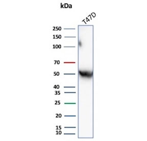 Western blot testing of human T-47D cell lysate with AAT antibody. Expected molecular weight: 47-52 kDa depending on the level of glycosylation.