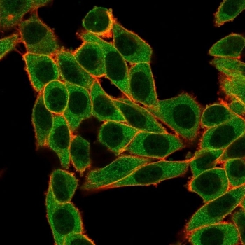 SNW1 Antibody HeLa IF. Immunofluorescence analysis of PFA-fixed human HeLa cells stained with SNW1 Antibody / Transcription and RNA Splicing Factor Antibody (green, clone PCRP-SNW1-1C12). SNW1 displays prominent cytoplasmic staining with additional nuclear signal in human HeLa cells, consistent with the dynamic subcellular distribution reported for this transcriptional coactivator and RNA splicing-associated regulatory protein. Actin filaments are shown in red and nuclei are counterstained blue.
