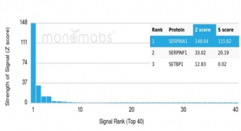 Analysis of a HuProt(TM) microarray containing more than 19,000 full-length human proteins using SERPINA1 antibody (AAT/6325). Z- and S- Score: The Z-score represents the strength of a signal that a monoclonal antibody (in combination with a fluorescently-tagged anti-IgG secondary antibody) produces when binding to a particular protein on the HuProt(TM) array. Z-scores are described in units of standard deviations (SD's) above the mean value of all signals generated on that array. If targets on HuProt(TM) are arranged in descending order of the Z-score, the S-score is the difference (also in units of SD's) between the Z-score. S-score therefore represents the relative target specificity of a mAb to its intended target. A mAb is considered to specific to its intended target, if the mAb has an S-score of at least 2.5. For example, if a mAb binds to protein X with a Z-score of 43 and to protein Y with a Z-score of 14, then the S-score for the binding of that mAb to protein X is equal to 29.