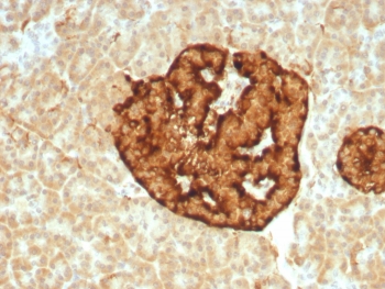 CGA Antibody Human Pancreas IHC. Immunohistochemistry of CGA Antibody Recombinant Rabbit MAb in human pancreas. Formalin-fixed, paraffin-embedded human pancreas tissue stained with CGA antibody (clone CHGA/8929R) shows strong cytoplasmic granular staining within islets of Langerhans, consistent with Chromogranin A expression in pancreatic neuroendocrine cells, while surrounding exocrine acinar tissue demonstrates minimal staining. Heat-induced epitope retrieval was performed by boiling sections in pH 9 10mM Tris with 1mM EDTA for 20 minutes followed by cooling prior to testing.