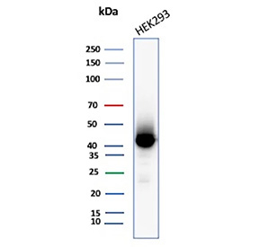 Western blot testing of human HEK293 cell lysate with Creatine kinase B antibody (clone CKBB/6566). Predicted molecular weight ~43 kDa.