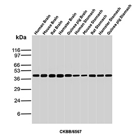 Creatine Kinase B Antibody Human Mouse Rat Hamster Guinea Pig Brain and Stomach WB. Western blot analysis of human brain, mouse brain, rat brain, hamster brain, guinea pig brain, human stomach, mouse stomach, rat stomach, hamster stomach, and guinea pig stomach tissue lysates using Creatine Kinase B antibody. The mouse monoclonal antibody clone CKBB/6567 detects a band at approximately 43 kDa, consistent with the predicted molecular weight of Creatine kinase B / CKB. The consistent banding across species and tissues reflects conserved expression of this cytosolic enzyme, supporting its role in energy metabolism in both neuronal and secretory epithelial tissues.