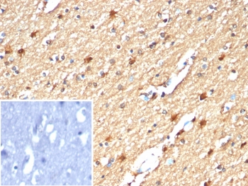 Creatine Kinase B Antibody Human Brain IHC. Immunohistochemistry analysis of FFPE human brain tissue using Creatine Kinase B antibody. The mouse monoclonal antibody clone CKBB/6567 shows diffuse cytoplasmic staining in neurons, consistent with Creatine kinase B / CKB expression supporting energy metabolism in metabolically active cells. Neuronal cell bodies and processes display moderate to strong signal, while background staining remains low. A PBS-only control confirms minimal non-specific staining. HIER: boil tissue sections in 10 mM Tris with 1 mM EDTA, pH 9, for 20 min followed by cooling prior to staining.