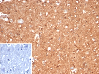 Brain Creatine Kinase Antibody Human Brain IHC. Immunohistochemistry analysis of FFPE human brain tissue using Brain Creatine Kinase antibody. The mouse monoclonal antibody clone CKBB/6568 shows diffuse cytoplasmic staining in neurons, consistent with Creatine kinase B / CKB expression supporting neuronal energy homeostasis. Neuronal cell bodies and processes display moderate to strong signal, while background staining remains low. A PBS-only control confirms minimal non-specific staining. HIER: boil tissue sections in 10 mM Tris with 1 mM EDTA, pH 9, for 20 min followed by cooling prior to staining.
