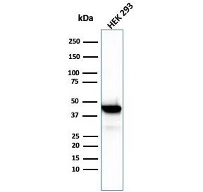 Brain Creatine Kinase Antibody HEK293 Cell WB. Western blot testing of human HEK293 cell lysate with Brain Creatine Kinase antibody (clone CKBB/6568). Predicted molecular weight ~43 kDa.