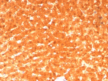 GCHFR Antibody Liver IHC. Immunohistochemistry analysis of FFPE human liver tissue stained with GCHFR Antibody clone GCHFR/7734 demonstrates strong diffuse cytoplasmic HRP-DAB brown staining throughout hepatocyte-associated cellular populations, consistent with the role of GTP cyclohydrolase I feedback regulator / GCHFR in tetrahydrobiopterin metabolism and nitric oxide-associated metabolic signaling pathways. The widespread hepatic staining profile aligns with the intracellular cofactor regulatory function of GCHFR in metabolic homeostasis and redox-associated cellular regulation. HIER: boil tissue sections in pH 9 10mM Tris with 1mM EDTA for 20 min and allow to cool before testing.