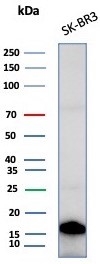 GCHFR Antibody SK-BR-3 WB. Western blot analysis of human SK-BR-3 cell lysate using GCHFR Antibody clone GCHFR/7734 demonstrates a distinct band at approximately 10-12 kDa, consistent with the predicted molecular weight of GTP cyclohydrolase I feedback regulator / GCHFR. The observed expression pattern aligns with the role of GCHFR as a tetrahydrobiopterin-associated metabolic regulatory protein involved in nitric oxide signaling, cofactor homeostasis, and intracellular redox-associated pathways.