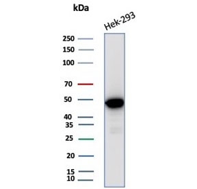 Western blot testing of human HEK293 cell lysate with recombinant Brain Creatine Kinase antibody (clone CKBB/8310R). Predicted molecular weight ~43 kDa.