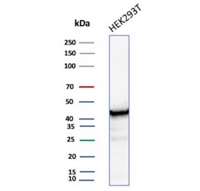 Western blot testing of human HEK293 cell lysate with Creatine kinase B antibody (clone CKBB/8608R). Predicted molecular weight ~43 kDa.