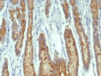 pS2 Antibody Clone TFF1/7767. Immunohistochemistry analysis of Trefoil factor 1 (TFF1) in formalin-fixed, paraffin-embedded human stomach tissue using pS2 Antibody Clone TFF1/7767. Gastric epithelial cells show HRP-DAB brown cytoplasmic staining consistent with expression of the estrogen regulated secretory peptide TFF1 (pS2) in mucus-producing gastric glands. Hematoxylin counterstain highlights nuclei (blue). Antigen retrieval was performed by boiling tissue sections in pH 9 10mM Tris with 1mM EDTA for 20 min followed by cooling prior to immunohistochemistry staining.