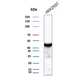 Creatine Phosphokinase BB Antibody HEK293 Cell WB. Western blot testing of human HEK293 cell lysate with Creatine phosphokinase BB antibody (clone CKBB/8609R). Predicted molecular weight ~43 kDa.
