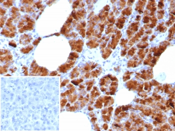 IHC analysis of Glycoprotein 2 antibody in human pancreas. Glycoprotein 2 Antibody Rabbit Monoclonal GP2/8618R was used for immunohistochemistry on FFPE human pancreas tissue. Strong HRP-DAB brown cytoplasmic and apical staining is observed in pancreatic acinar epithelial cells, consistent with the known localization of Glycoprotein 2 (GP2) to pancreatic zymogen granule membranes in the exocrine pancreas. The staining highlights the secretory acinar cell clusters surrounding pancreatic ducts, while stromal areas show minimal signal. Inset: PBS used in place of primary antibody as a secondary antibody negative control. HIER: boil tissue sections in pH 9 10mM Tris with 1mM EDTA for 20 min and allow to cool before testing.