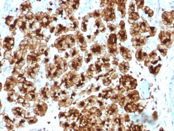 IHC staining of FFPE human pancreas tissue with Glycoprotein 2 antibody (clone GP2/3510). HIER: boil tissue sections in pH 9 10mM Tris with 1mM EDTA for 20 min and allow to cool before testing.