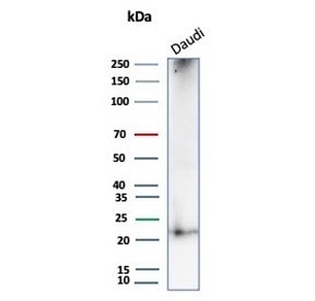 Western blot testing of human Daudi cell lysate with CD269 antibody (clone BCMA/7254). Expected molecular weight: 20-27 kDa depending on glycosylation level.