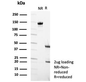 SDS-PAGE analysis of purified, BSA-free Beta Tubulin antibody (clone TUBB/4470) as confirmation of integrity and purity.