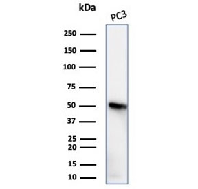Western blot testing of human PC3 cell lysate with recombinant TUBB3 antibody (clone rTUBB3/7405). Predicted molecular weight ~50 kDa.