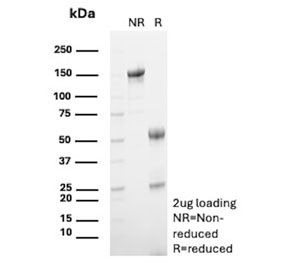 SDS-PAGE analysis of purified, BSA-free CCL23 antibody (clone CCL23/4034) as confirmation of integrity and purity.