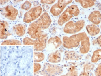 GCSF Antibody Renal Tissue IHC. Immunohistochemistry of Granulocyte colony stimulating factor / CSF3 in FFPE human kidney tissue using mouse monoclonal GCSF antibody, clone CSF3/4594. HRP-DAB brown staining highlights cytoplasmic labeling of renal tubular epithelial cells, consistent with cytokine-associated expression in metabolically active tissue, while surrounding interstitial cells show lower staining and nuclei are counterstained blue. Inset: PBS was used in place of primary antibody as a negative control to confirm specificity of staining. Heat induced epitope retrieval was performed by boiling tissue sections in pH 9 10 mM Tris with 1 mM EDTA for 20 min followed by cooling prior to staining.