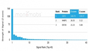GCSF Antibody Microarray Specificity Validation. Protein microarray analysis of Granulocyte colony stimulating factor / CSF3 using mouse monoclonal GCSF antibody, clone CSF3/4594, across a HuProt(TM) array containing more than 19,000 full-length human proteins demonstrates highly selective binding to CSF3 with minimal off-target interaction. The signal profile shows strong enrichment for CSF3 relative to other proteins on the array, supporting high specificity in a proteome-wide context. Z-score represents the strength of antibody binding signal expressed as standard deviations above the mean array signal, while S-score reflects the separation between the top-ranked target and the next highest signal, confirming selective recognition of GCSF.