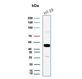 Cytokeratin 20 Antibody for WB. Western blot analysis of human HT-29 cell lysate using Cytokeratin 20 Antibody for WB (clone KRT20/7805R). Lane 1: human HT-29 cell lysate. A band is detected at approximately 46 kDa, consistent with the predicted molecular weight of Keratin 20 / Cytokeratin 20 (KRT20), an epithelial intermediate filament protein associated with gastrointestinal epithelial cell differentiation.