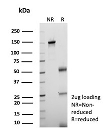 SDS-PAGE analysis of purified, BSA-free MPO Antibody Mouse Monoclonal rMPO/8694 as confirmation of integrity and purity.