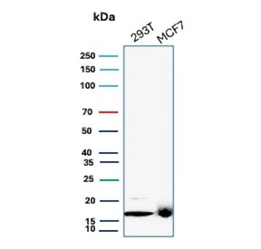 Western blot testing of human 293T and MCF-7 cell lysate with NME2 antibody (clone NME2/6433). Predicted molecular weight ~17 kDa.