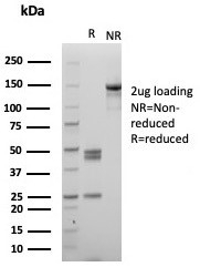 SDS-PAGE analysis of purified, BSA-free MPO Antibody Rabbit Monoclonal MPO/8631R as confirmation of integrity and purity.