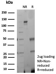 SDS-PAGE analysis of purified, BSA-free CD31 antibody (clone rPECAM1/8832) as confirmation of integrity and purity.