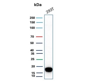 Western blot testing of human 293T cell lysate with Survivin antibody. Predicted molecular weight ~16 kDa.